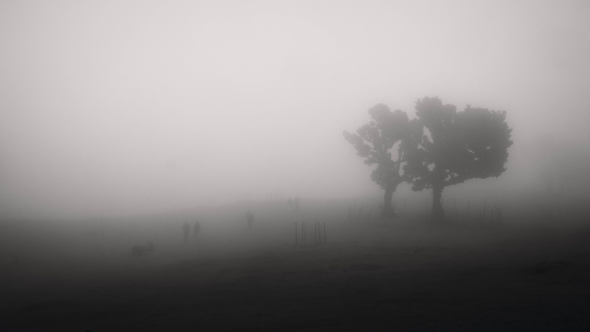 Fanal Forest, Madeira